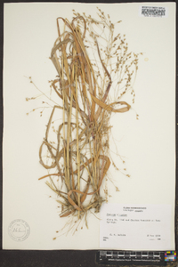 Panicum altum image