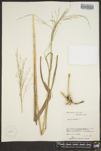 Panicum altum image