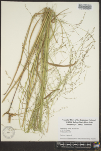 Panicum altum image