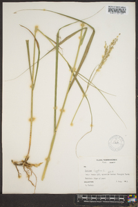 Panicum altum image