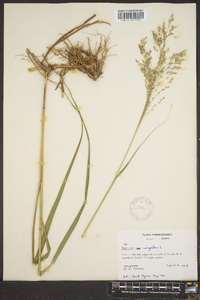 Panicum altum image