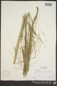 Panicum altum image