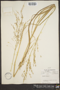 Panicum altum image