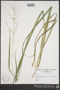 Panicum altum image