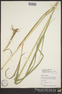 Panicum altum image