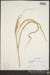 Panicum altum image