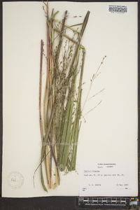 Panicum altum image