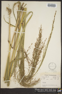 Panicum altum image