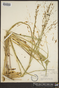 Panicum altum image