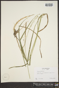 Panicum altum image