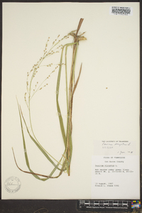 Panicum altum image