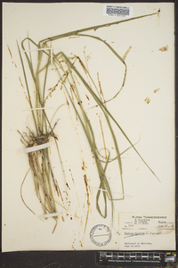 Panicum altum image