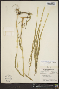 Panicum altum image