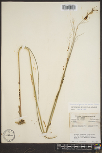 Panicum altum image