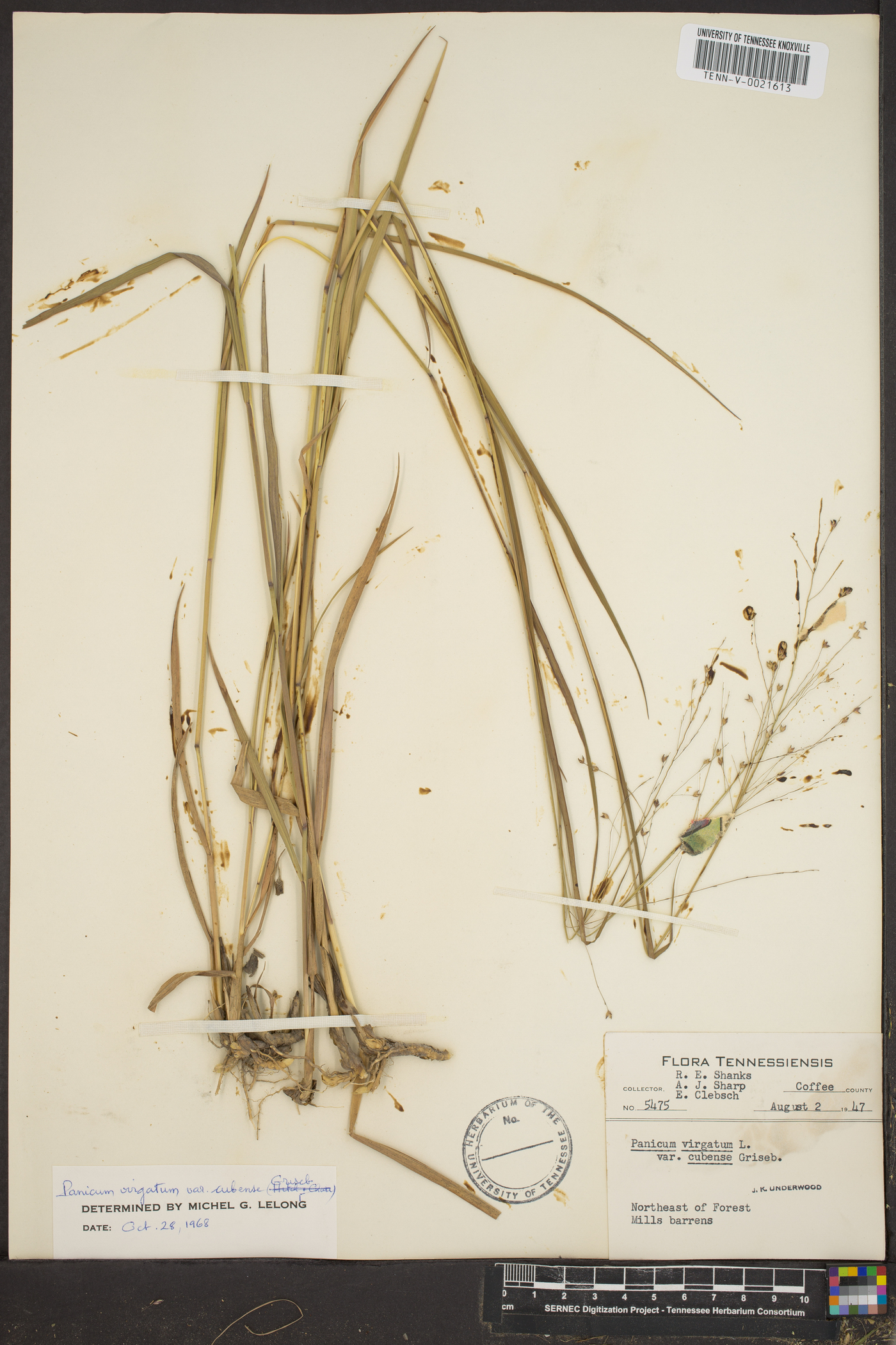 Panicum altum image