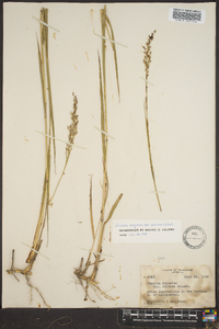 Panicum altum image