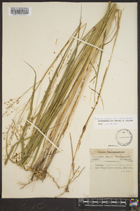 Panicum altum image