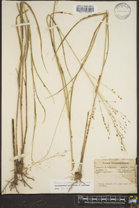 Panicum altum image