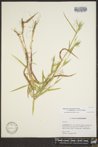 Panicum lindheimeri image