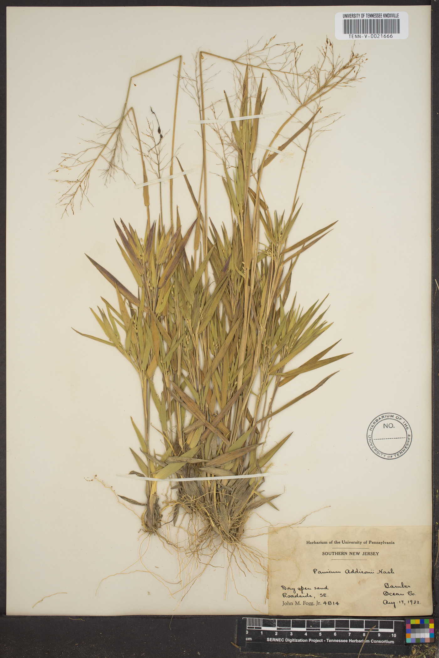 Panicum addisonii image