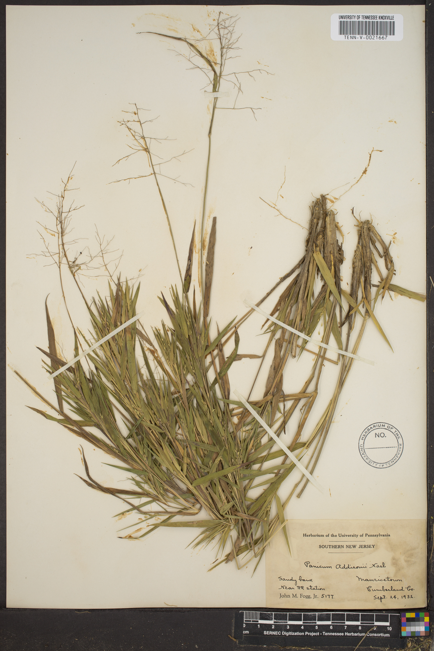 Panicum addisonii image