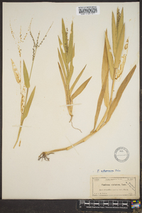 Panicum adspersum image