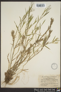 Panicum albemarlense image