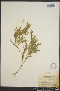 Panicum albemarlense image