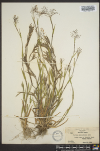 Panicum albemarlense image