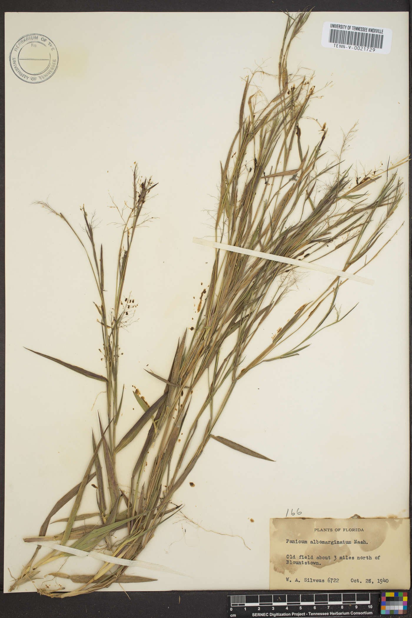 Panicum albomarginatum image