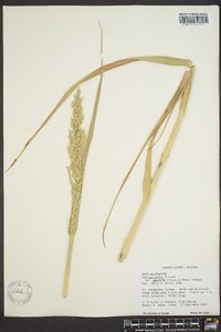 Panicum amarum image