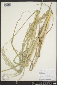 Panicum amarum image