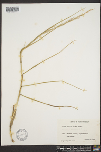 Panicum amarum image