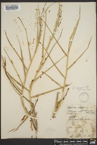 Panicum amarum image