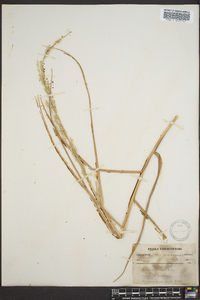 Panicum amarum image