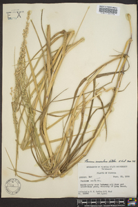 Panicum amarulum image