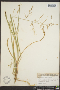 Panicum rhizomatum image