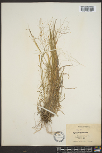 Digitaria cognata image