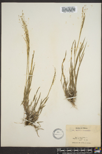 Digitaria cognata image