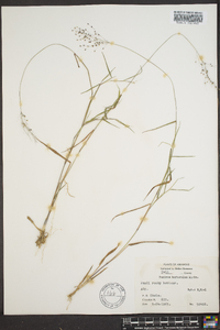 Image of Panicum barbatum