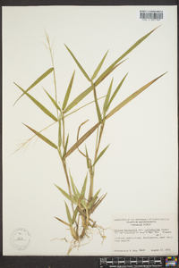 Panicum bicknellii image