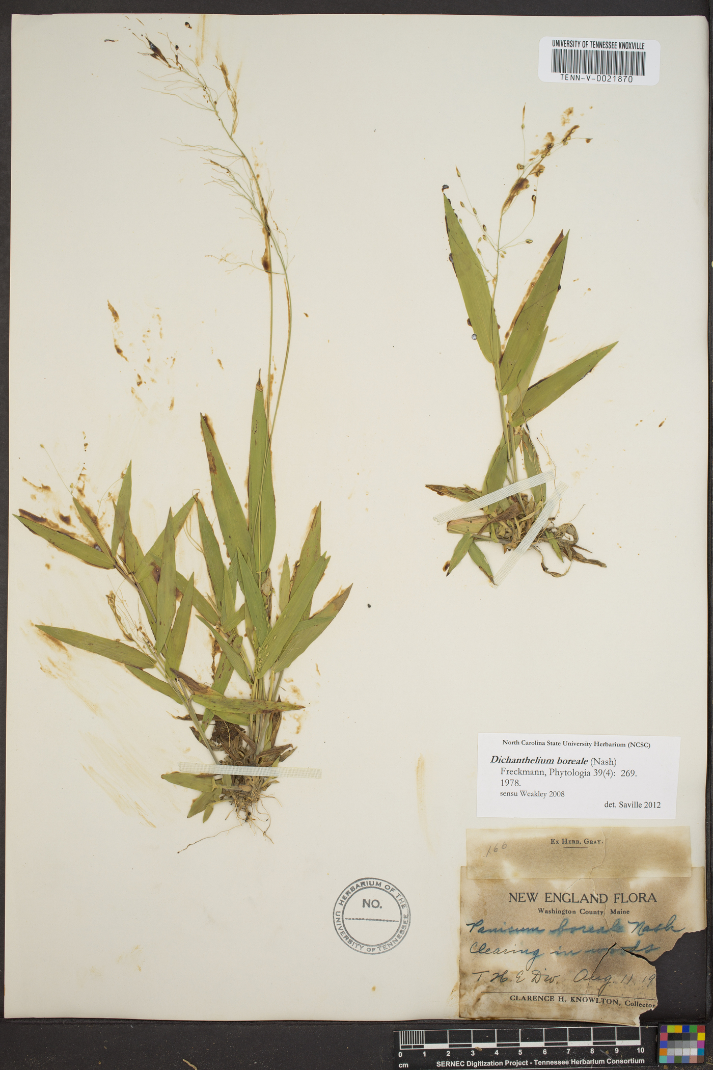 Panicum boreale image