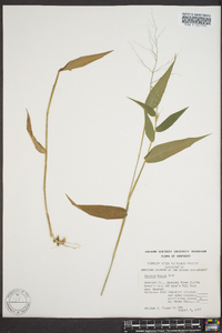 Panicum boscii image