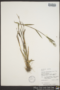 Dichanthelium erectifolium image