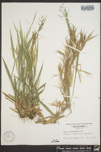 Panicum consanguineum image