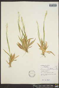 Panicum ciliatum image