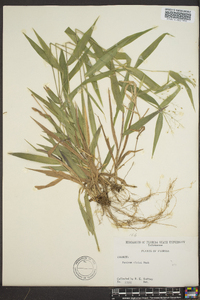 Panicum ciliatum image