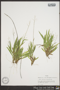 Panicum ciliatum image