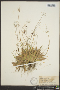 Panicum ciliatum image