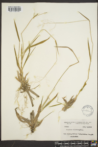 Panicum ciliatum image